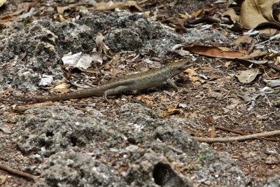 340 Mauritius island - Ile Maurice 2014 - IMG_4758_DxO Pbase.jpg