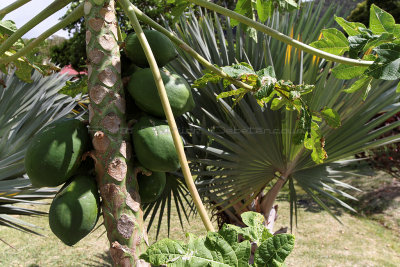 393 Mauritius island - Ile Maurice 2014 - IMG_4813_DxO Pbase.jpg
