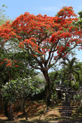 416 Mauritius island - Ile Maurice 2014 - IMG_4836_DxO Pbase.jpg