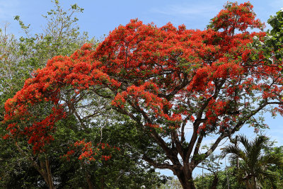 417 Mauritius island - Ile Maurice 2014 - IMG_4837_DxO Pbase.jpg