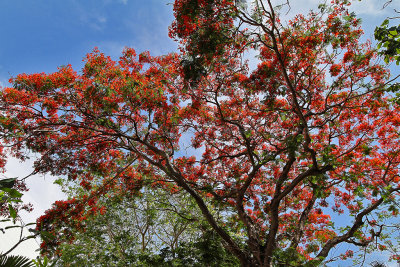 422 Mauritius island - Ile Maurice 2014 - IMG_4842_DxO Pbase.jpg
