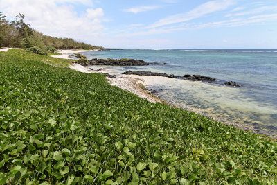 459 Mauritius island - Ile Maurice 2014 - IMG_4880_DxO Pbase.jpg