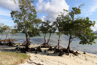 522 Mauritius island - Ile Maurice 2014 - IMG_4944_DxO Pbase.jpg