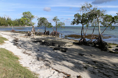 523 Mauritius island - Ile Maurice 2014 - IMG_4945_DxO Pbase.jpg