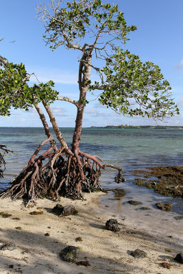 532 Mauritius island - Ile Maurice 2014 - IMG_4954_DxO Pbase.jpg