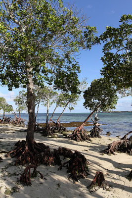 534 Mauritius island - Ile Maurice 2014 - IMG_4956_DxO Pbase.jpg