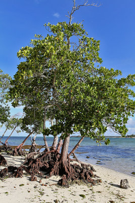 535 Mauritius island - Ile Maurice 2014 - IMG_4957_DxO Pbase.jpg