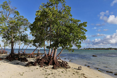 537 Mauritius island - Ile Maurice 2014 - IMG_4959_DxO Pbase.jpg