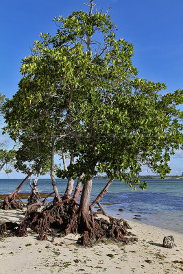 538 Mauritius island - Ile Maurice 2014 - IMG_4960_DxO Pbase.jpg