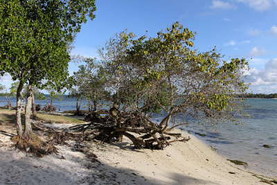 542 Mauritius island - Ile Maurice 2014 - IMG_4965_DxO Pbase.jpg