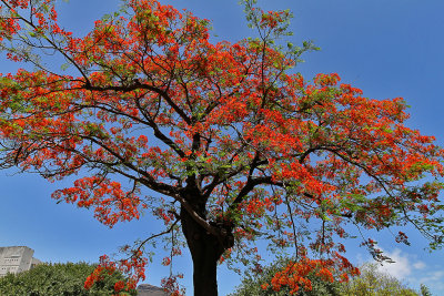 710 Mauritius island - Ile Maurice 2014 - IMG_5138_DxO Pbase.jpg