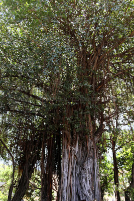 713 Mauritius island - Ile Maurice 2014 - IMG_5141_DxO Pbase.jpg