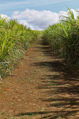 1026 Mauritius island - Ile Maurice 2014 - IMG_5462_DxO Pbase.jpg