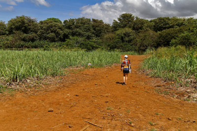 1083 Mauritius island - Ile Maurice 2014 - IMG_5519_DxO Pbase.jpg