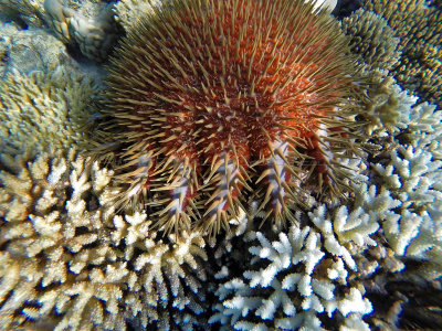 Pictures of Acanthaster Planci in the Mauritius lagoon (2014)