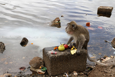 1790 Mauritius island - Ile Maurice 2014 - IMG_6221_DxO Pbase.jpg