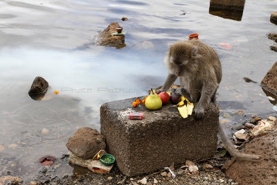 1791 Mauritius island - Ile Maurice 2014 - IMG_6222_DxO Pbase.jpg