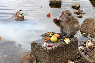 1794 Mauritius island - Ile Maurice 2014 - IMG_6225_DxO Pbase.jpg