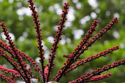 1415 Mauritius island - Ile Maurice 2014 - IMG_5859_DxO Pbase.jpg