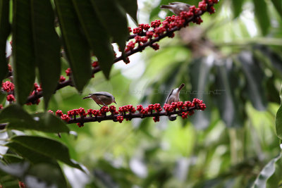 1431 Mauritius island - Ile Maurice 2014 - IMG_5875_DxO Pbase.jpg