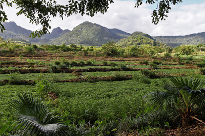 1499 Mauritius island - Ile Maurice 2014 - IMG_5943_DxO Pbase.jpg