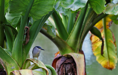 1526 Mauritius island - Ile Maurice 2014 - IMG_5970_DxO Pbase.jpg