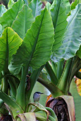 1530 Mauritius island - Ile Maurice 2014 - IMG_5974_DxO Pbase.jpg