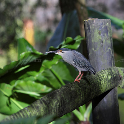 1541 Mauritius island - Ile Maurice 2014 - IMG_5985_DxO Pbase.jpg