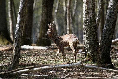 105 Espace Rambouillet avril 2015  - IMG_1039_DxO Pbase.jpg