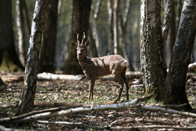 106 Espace Rambouillet avril 2015  - IMG_1040_DxO Pbase.jpg