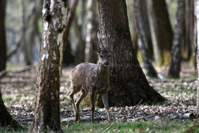 119 Espace Rambouillet avril 2015  - IMG_1062_DxO Pbase.jpg