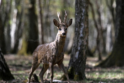 126 Espace Rambouillet avril 2015  - IMG_1070_DxO Pbase.jpg