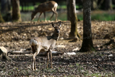 23 Espace Rambouillet avril 2015  - IMG_0905_DxO Pbase.jpg