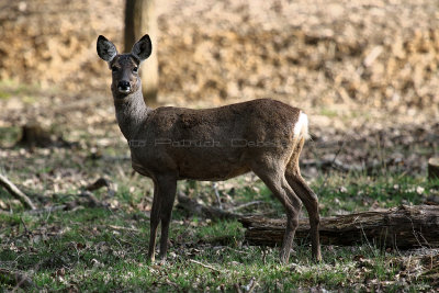 25 Espace Rambouillet avril 2015  - IMG_0907_DxO Pbase.jpg