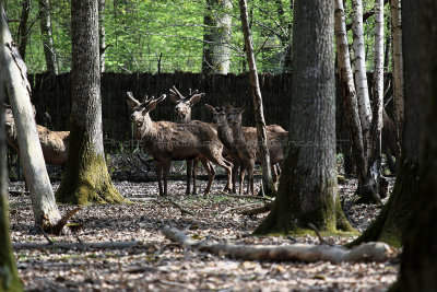 40 Espace Rambouillet avril 2015  - IMG_0932_DxO Pbase.jpg