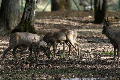 6 Espace Rambouillet avril 2015  - IMG_0881_DxO Pbase.jpg