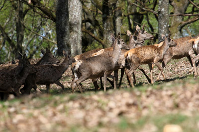 81 Espace Rambouillet avril 2015  - IMG_1004_DxO Pbase.jpg