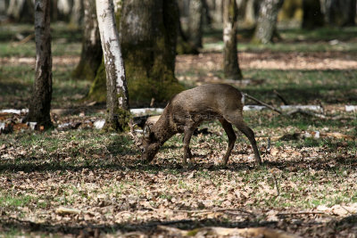 87 Espace Rambouillet avril 2015  - IMG_1012_DxO Pbase.jpg