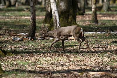 88 Espace Rambouillet avril 2015  - IMG_1013_DxO Pbase.jpg