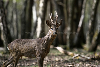 134 Espace Rambouillet avril 2015  - IMG_1086_DxO Pbase.jpg