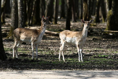 197 Espace Rambouillet avril 2015  - IMG_1202_DxO Pbase.jpg