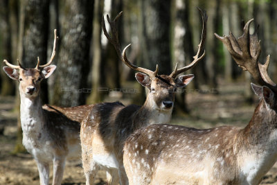 222 Espace Rambouillet avril 2015  - IMG_1232_DxO Pbase.jpg