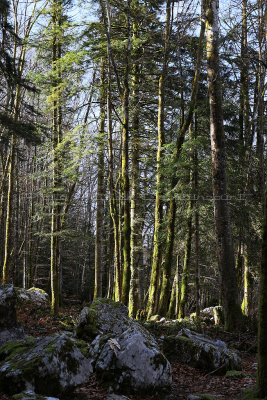 256 Vacances dans le Jura - IMG_2691_DxO Pbase.jpg