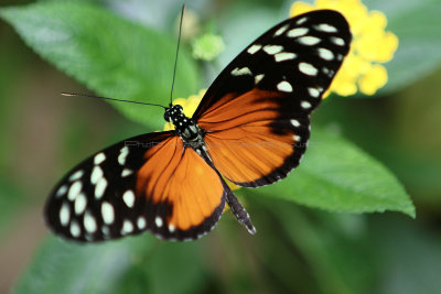 Visite de la serre aux papillons de la ville de Vannes