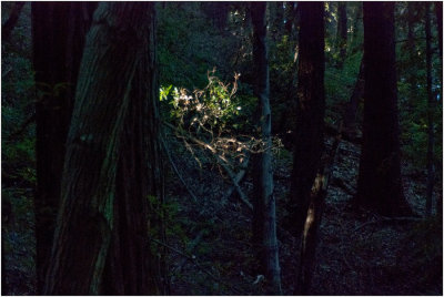 Sanborn & San Andreas Trails, Dec. 25th, 2009
