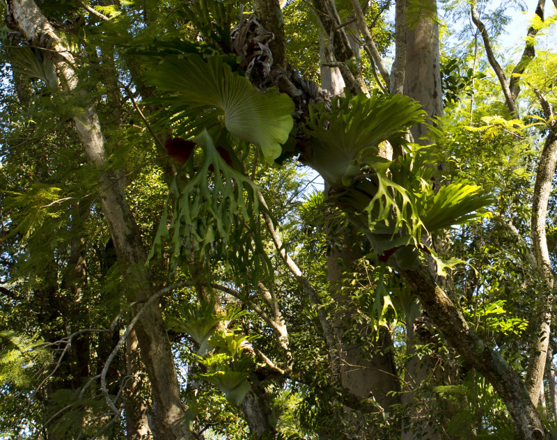 Stag Horn Ferns crop2.jpg