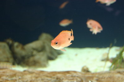 Georgia Aquarium 3