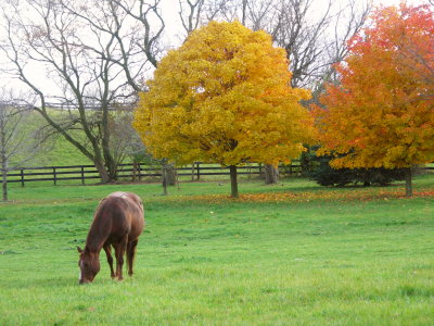 Grazing Horse