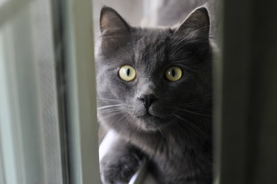 Cat window.JPG