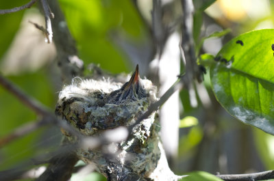 Hummingbird babies 2.jpg